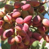 سوالات فنی و حرفه ای پسته کار (ادواری)