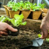 سوالات فنی و حرفه ای سبزی کاری (ادواری)