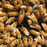 سوالات فنی و حرفه ای پرورش دهنده زنبور عسل (ادواری)