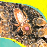 سوالات فنی و حرفه ای پرورش دهنده ملکه زنبور عسل