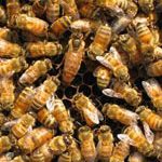 سوالات پرورش دهنده زنبور عسل با پاسخنامه تستی