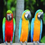 سوالات پرورش دهنده پرندگان زینتی با پاسخنامه